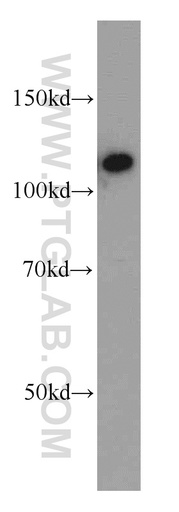 [55099-1-AP-20UL] CIITA Polyclonal antibody