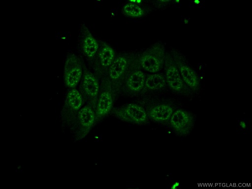 [55100-1-AP-20UL] SPI1 Polyclonal antibody