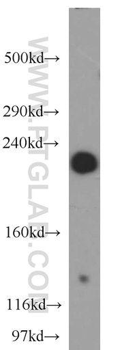 [55102-1-AP-20UL] AF-6 Polyclonal antibody
