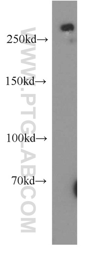 [55107-1-AP-20UL] SPTBN2 Polyclonal antibody