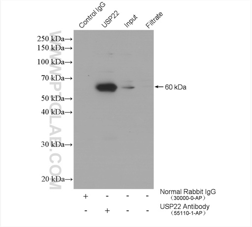 [55110-1-AP-20UL] USP22 Polyclonal antibody