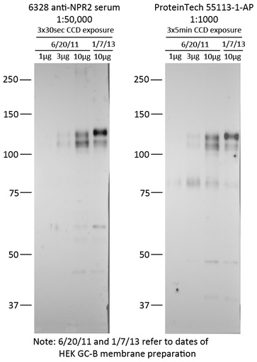 [55113-1-AP-20UL] NPR2 Polyclonal antibody