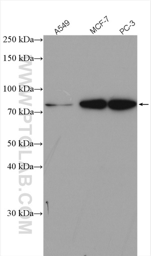 [55117-1-AP-150UL] EGR1 Polyclonal antibody