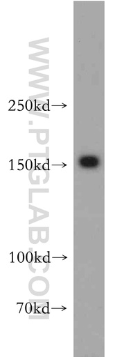 [55125-1-AP-150UL] PTPRZ1 Polyclonal antibody