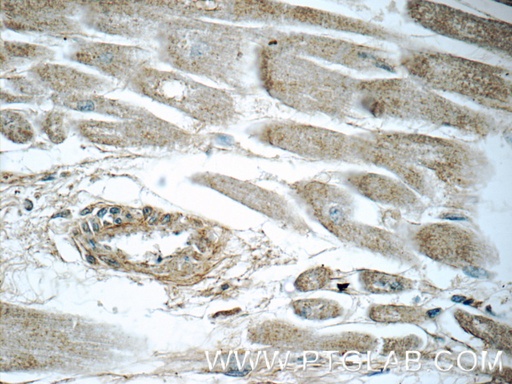 [55137-1-AP-20UL] LTB4R Polyclonal antibody