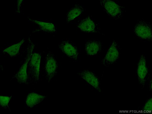 [55149-1-AP-20UL] PARP2 Polyclonal antibody
