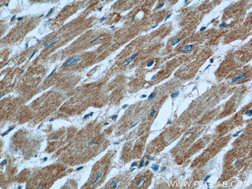 [55154-1-AP-20UL] LNPEP Polyclonal antibody
