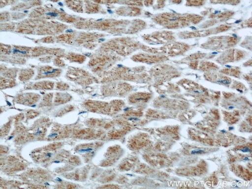 [55156-1-AP-20UL] XDH Polyclonal antibody