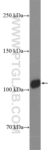 [55157-1-AP-150UL] Rubicon Polyclonal antibody
