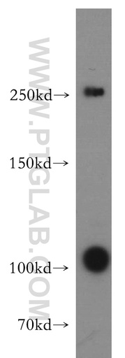 [55170-1-AP-20UL] TAF1L Polyclonal antibody