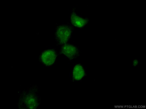 [55173-1-AP-20UL] RCOR3 Polyclonal antibody