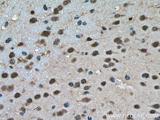 [55186-1-AP-150UL] PTBP2 Polyclonal antibody