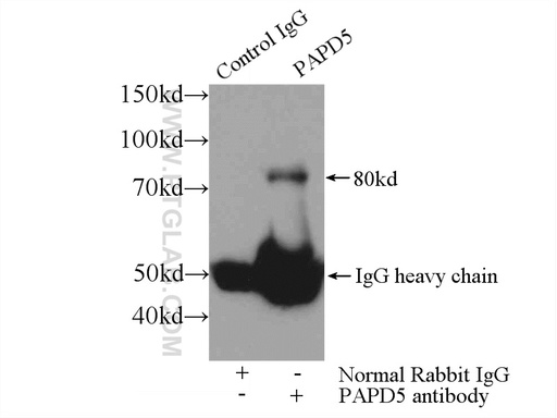 [55197-1-AP-150UL] PAPD5 Polyclonal antibody