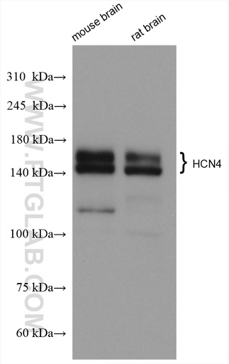 [55224-1-AP-150UL] HCN4 Polyclonal antibody