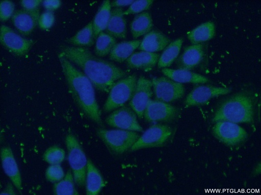 [55234-1-AP-150UL] ENO3-specific Polyclonal antibody