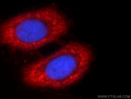 [55237-1-AP-150UL] ENO1 Polyclonal antibody