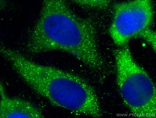 [55238-1-AP-20UL] Caspase 12 Polyclonal antibody