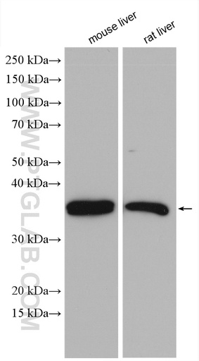 [55282-1-AP-20UL] INSIG1 Polyclonal antibody
