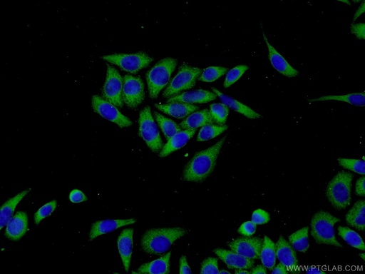 [55289-1-AP-150UL] MMP21 Polyclonal antibody