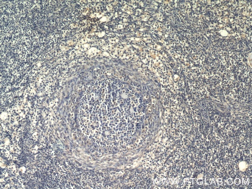 [55292-1-AP-150UL] ZGLP1 Polyclonal antibody