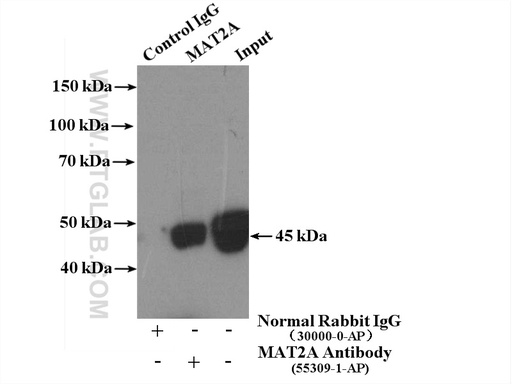 [55309-1-AP-150UL] MAT2A Polyclonal antibody