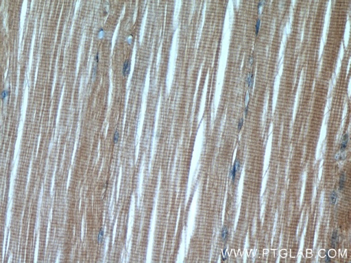 [55310-1-AP-20UL] PAMR1 Polyclonal antibody