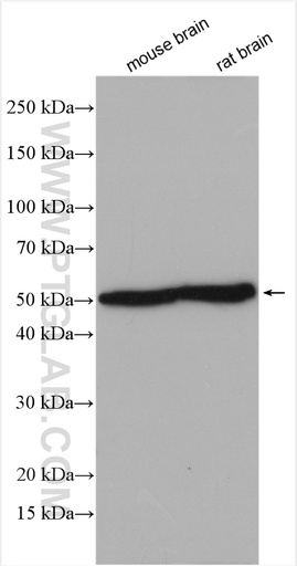 [55312-1-AP-20UL] TBL1XR1 Polyclonal antibody