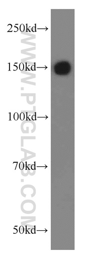 [55374-1-AP-150UL] TRIM33 Polyclonal antibody