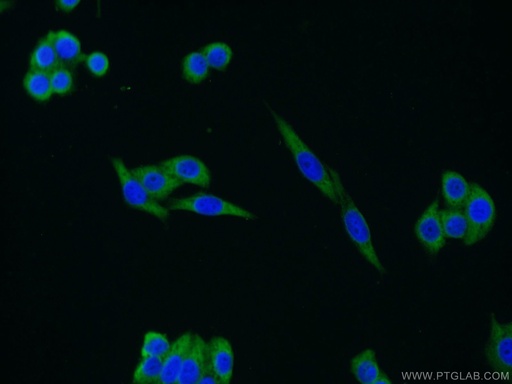 [55401-1-AP-150UL] FAM13A Polyclonal antibody