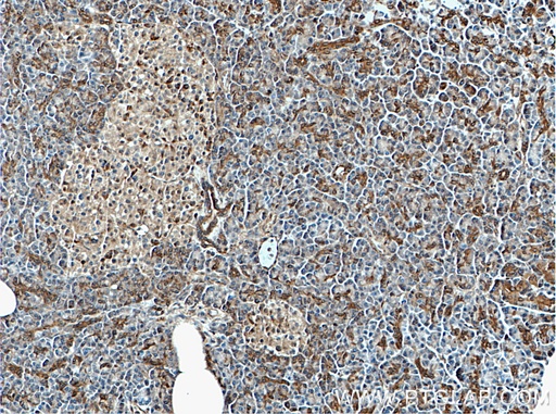 [55404-1-AP-20UL] S3-12 Polyclonal antibody