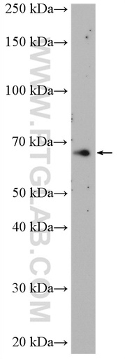 [55405-1-AP-150UL] NR4A3 Polyclonal antibody