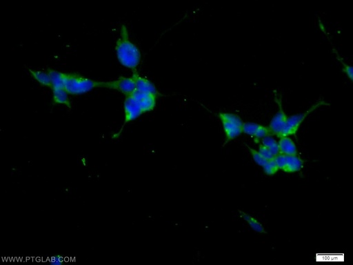 [55407-1-AP-20UL] KIF15 Polyclonal antibody