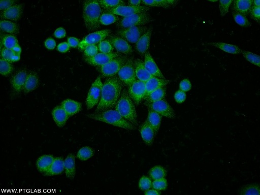 [55409-1-AP-20UL] KHSRP Polyclonal antibody