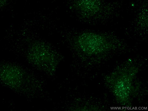 [55414-1-AP-150UL] BCL11B Polyclonal antibody