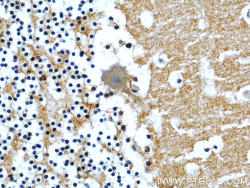 [55417-1-AP-150UL] CASPR Polyclonal antibody