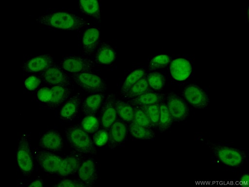 [55433-1-AP-20UL] GATA5 Polyclonal antibody