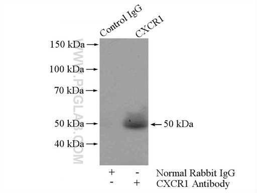 [55450-1-AP-20UL] CXCR1 Polyclonal antibody