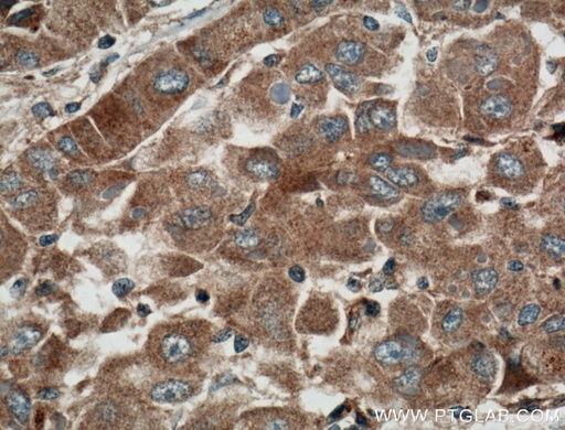 [55452-1-AP-20UL] Cyp2c7 Polyclonal antibody