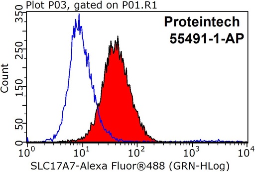 [55491-1-AP-20UL] VGLUT1 Polyclonal antibody