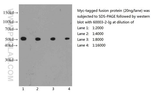 [60003-2-IG-150UL] MYC tag Monoclonal antibody