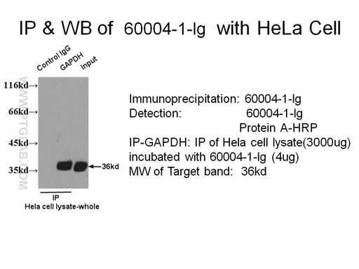 [60004-1-IG-150UL] GAPDH Monoclonal antibody
