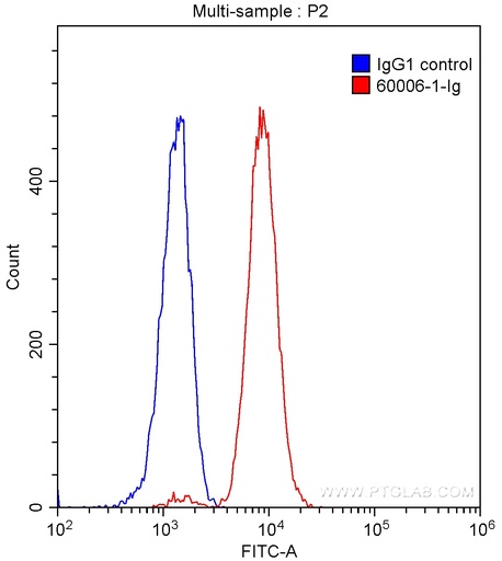 [60006-1-IG-150UL] CD38 Monoclonal antibody