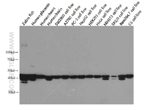 [60008-1-IG-150UL] Beta Actin Monoclonal antibody