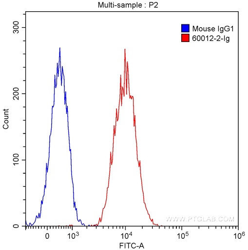 [60012-2-IG-20UL] GRP94 Monoclonal antibody