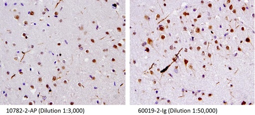 [60019-2-IG-150UL] TDP-43 (human specific) Monoclonal antibody