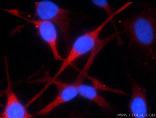 [60029-1-IG-20UL] KMO Monoclonal antibody