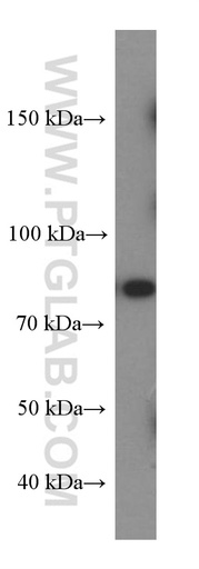 [60043-1-IG-20UL] SLAM/CD150 Monoclonal antibody