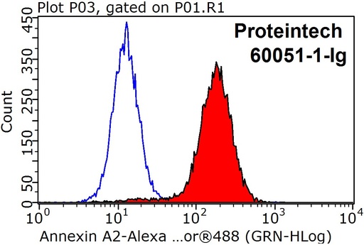 [60051-1-IG-150UL] Annexin A2 Monoclonal antibody