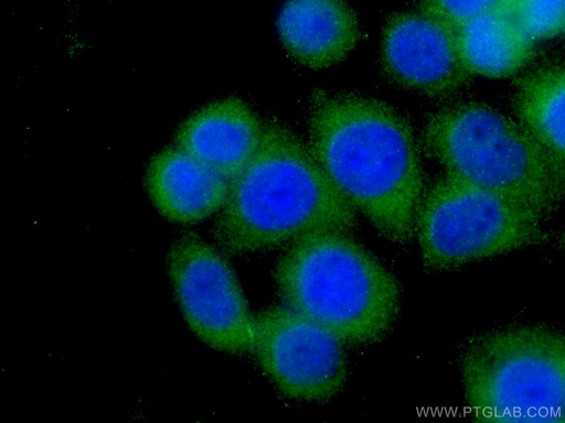 [60063-1-IG-150UL] Stanniocalcin 2 Monoclonal antibody