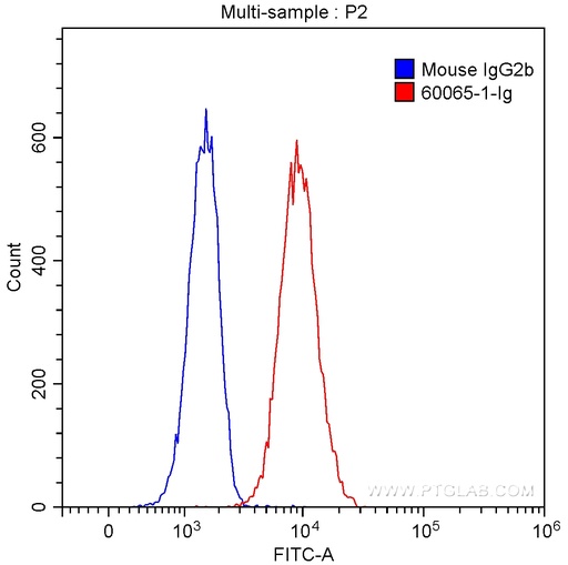 [60065-1-IG-150UL] CXCR3B-specific Monoclonal antibody